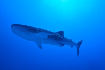 whale shark
