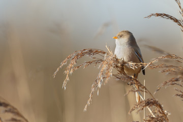 The bearded reedling (Panurus biarmicus)