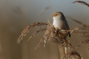 The bearded reedling (Panurus biarmicus)