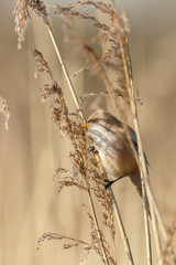 The bearded reedling (Panurus biarmicus)