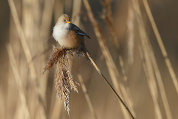 The bearded reedling (Panurus biarmicus)