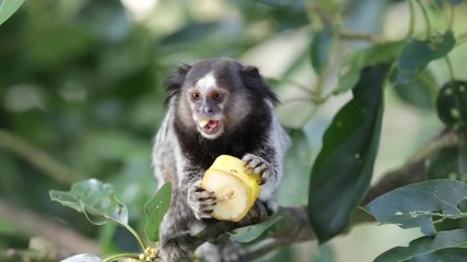 Marmoset monkey eating and taking a piece of banana on a tree branch