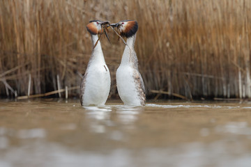 Great Crested Grebe, waterbird (Podiceps cristatus) in mating season