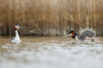 Great Crested Grebe, waterbird (Podiceps cristatus) in mating season