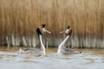 Great Crested Grebe, waterbird (Podiceps cristatus) in mating season