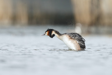 Great Crested Grebe, waterbird (Podiceps cristatus) in mating season