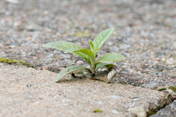Weed growing in the cracks between patio stones