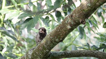 Marmoset monkey looking scared hiding for a predator bird