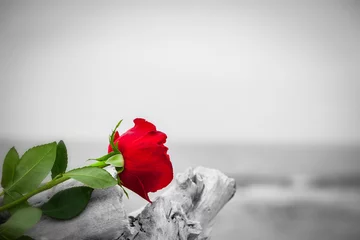 Photo sur Plexiglas Roses Red rose on the beach. Color against black and white. Love, romance, melancholy concepts.