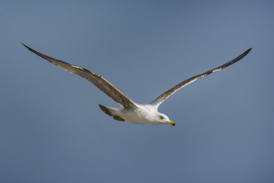 Seagull flying over Black Sea shore 