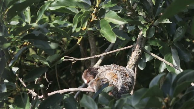 Marmoset monkey cleaning another monkey on a tree branch
