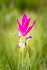Siam Tulip ,Curcuma alismatifolia.Pink flowers on a green background.