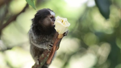 Marmoset monkey eating a banana on a tree branch