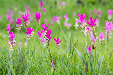 Meadows filled pink flowers, Siam Tulip,Curcuma alismatifolia