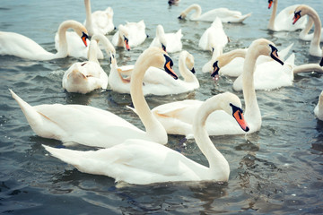 Obraz premium Swans in the water