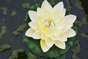 flower white Lotus in the pond