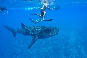 Fototapeta premium whale shark