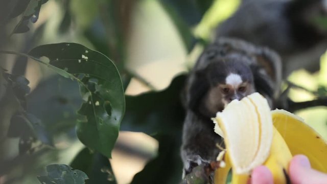 Person feeding marmoset monkeys a banana with they sit on tree branches