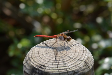 杭にとまった赤トンボ