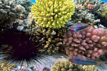 Naklejka na ściany i meble Spiny black urchins on a corals 