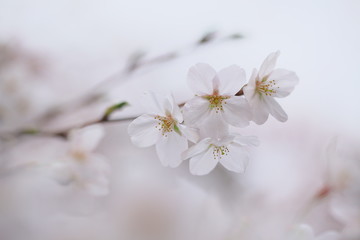 Fototapeta na wymiar ふんわりと咲く桜