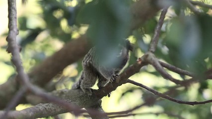 Two Marmoset monkeys looking curious and jumping around tree branches