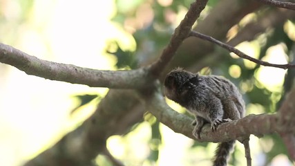 Marmoset monkey looking curious and jumping around tree branches