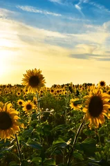 Crédence de cuisine en verre imprimé Tournesol field with blossoming sunflowers hot summer day under a beautiful blue sky  