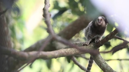 Marmoset monkey looking curious and jumping around tree branches