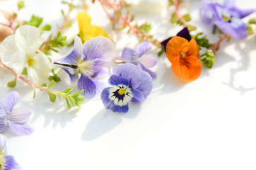 viola and violet on white background