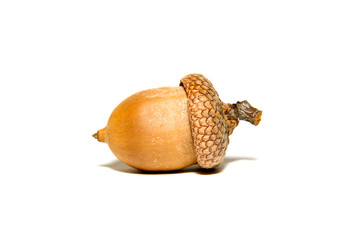One  brown acorn  with hat on over white