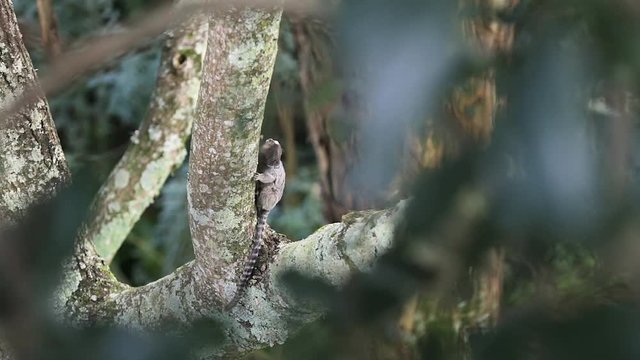 Marmoset monkey looking scared hiding for a predator bird
