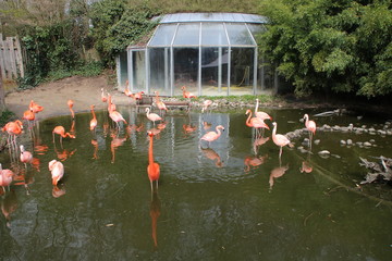 Ein Flamingo Gehege