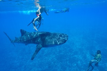 Obraz premium whale shark