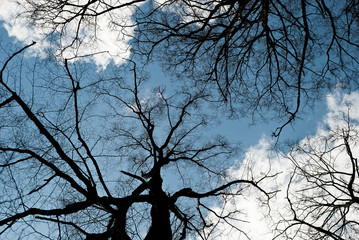 Kahle Baumkronen vor blauem Himmel und Wölkchen
