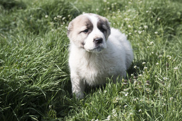 Puppy on a green field.