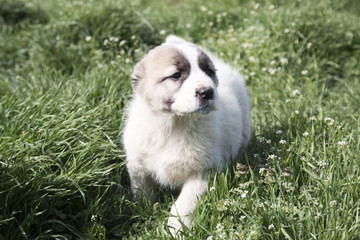 Puppy in a garden with green grass.