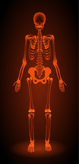 human skeleton, x-ray