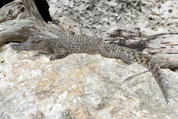 Fototapeta premium Crocodile on a rock at Giron