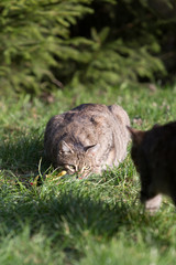  cat playing on the grass
