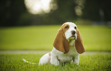 Basset Hound puppy sitting in the grass at the park