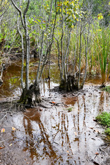 Landscape at the vegetation near a cenote at Giron