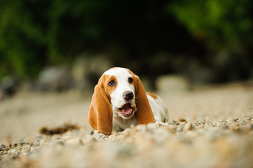 Basset Hound puppy lying on rocky beach