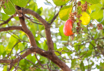 Cashew fruit on tree