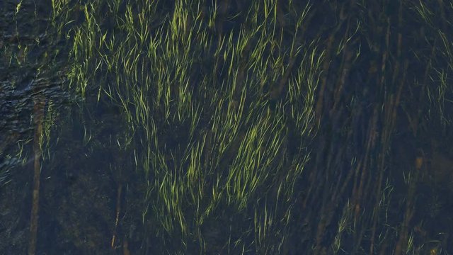 green  grass under water, algae nature landscape for river water flows