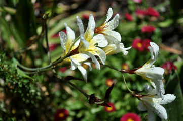 white freesia after rain