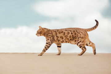 Savannah cat in desert