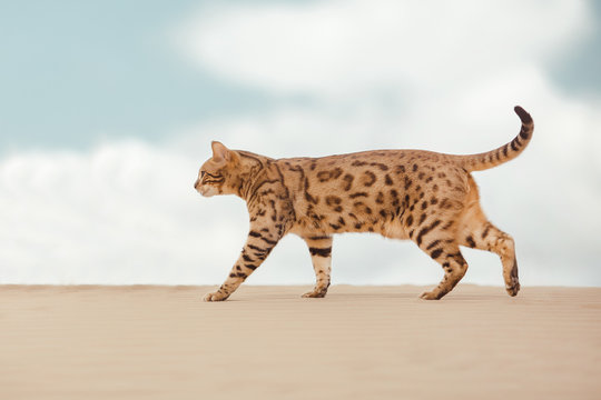 Savannah cat in desert