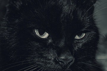 Черный кот. Портрет.