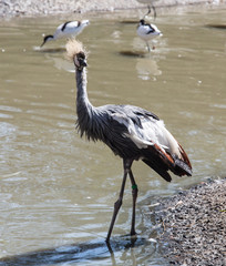 East African hooded crane near water